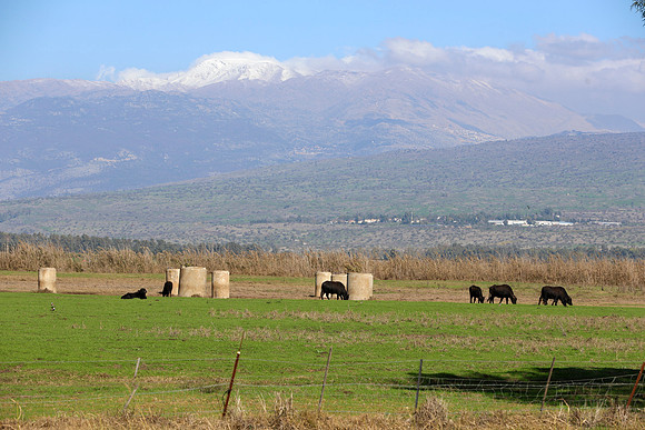 TFeder-coyo-070126-0723