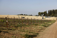 runi_Gilad_ 250404_11