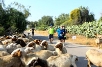 איבים לחוף זיקים