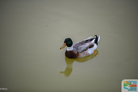 DSC_3871-15