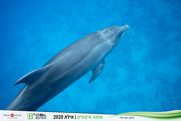 TF_Bteam-eilat_2020-1149