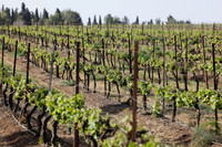 runi_Gilad_ 250404_16